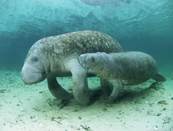 Manatees, animals in the Florida Keys