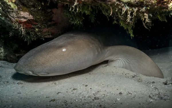 Nurse Sharks, wildlife in Florida Keys