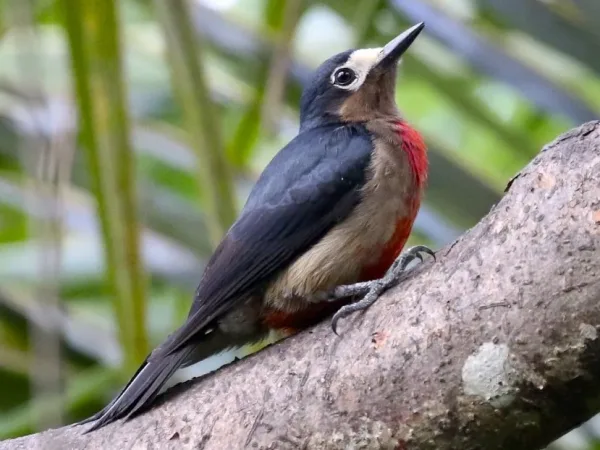 Puerto Rican Woodpecker, birds native to Puerto Rico