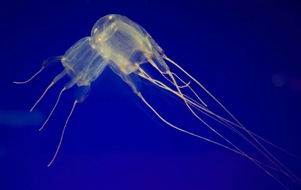 Jellyfish, wildlife in Jamaica