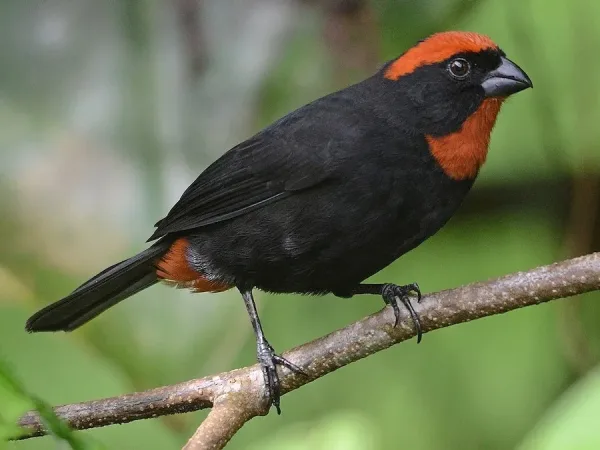 Puerto Rican Bullfinch, birds native to Puerto Rico