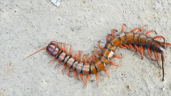 Forty Leg (Giant Centipede), wildlife in Jamaica