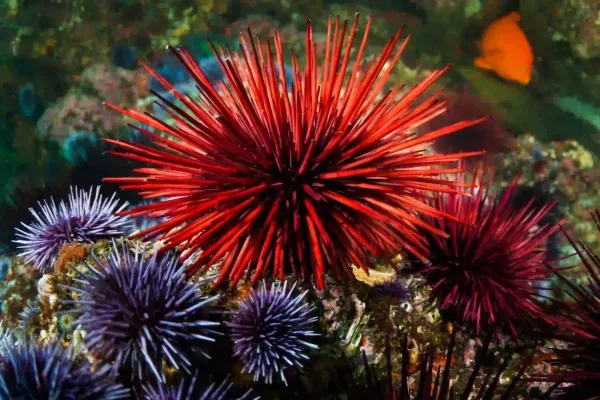 Sea Urchins, animals in Jamaica