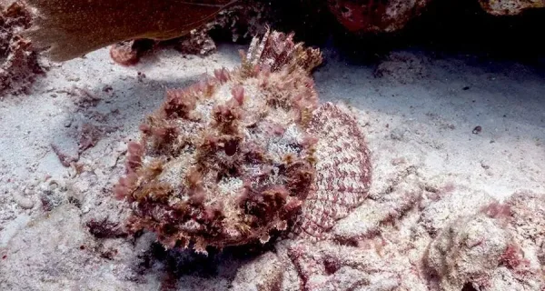 Scorpionfish, wildlife in Jamaica