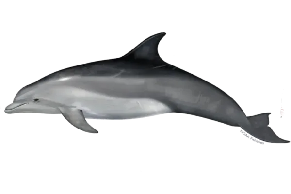 Bottlenose Dolphins, animals in Key West