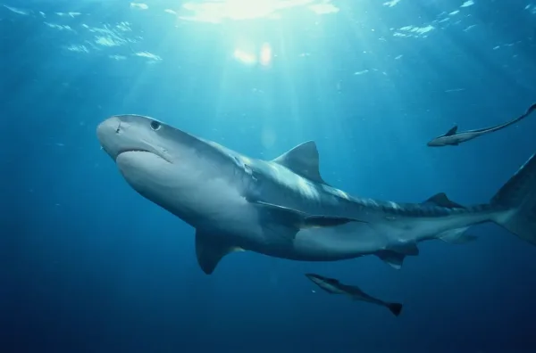 Tiger Sharks, dangerous animals in Jamaica