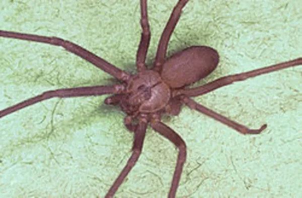 Brown Recluse Spider, dangerous animals in Jamaica