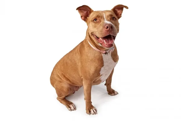 Pit Bulls, animals in Jamaica