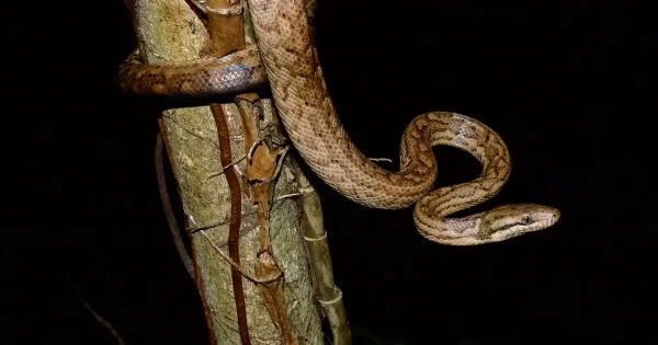 Puerto Rican Boa, animals native to Puerto Rico