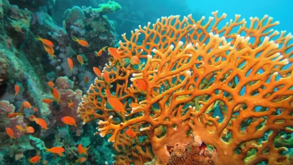 Fire Coral, animals in Jamaica