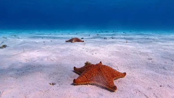 Playa El Cielo, Cozumel Mexico