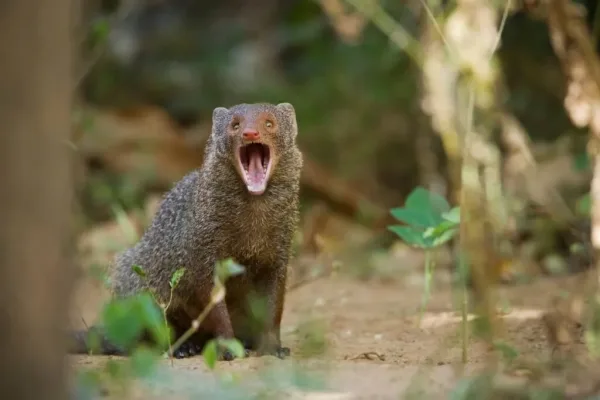 Mongoose, animals in Jamaica