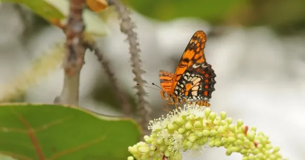 Puerto Rican Harlequin Butterfly, animals native to Puerto Rico