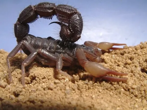 Red Scorpion, Jamaica wildlife