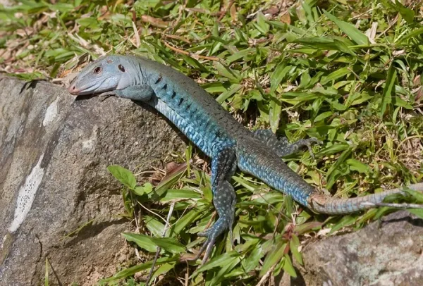 Puerto Rican Ground Lizard, animals native to Puerto Rico