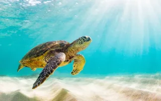 15 Amazing Animals in the Florida Keys You Can Actually See in 2026