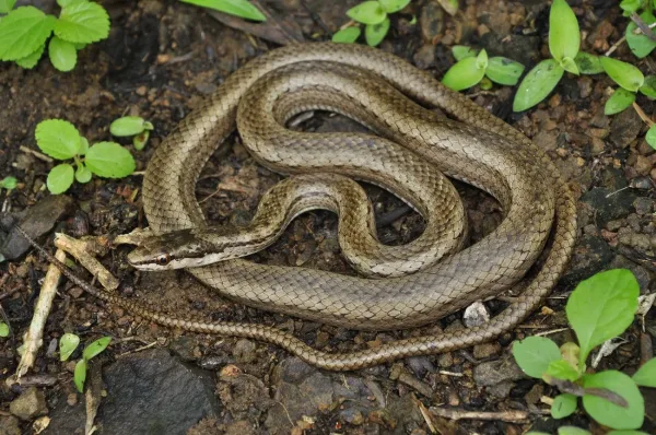 Puerto Rican Racer, animals native to Puerto Rico
