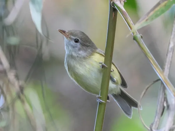 Puerto Rican Vireo, birds native to Puerto Rico