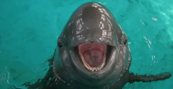 Finless Porpoise, Yerevan Armenia
