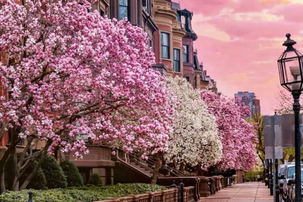Charles River Esplanade, Boston, Massachusetts, best places to see cherry blossoms in USA