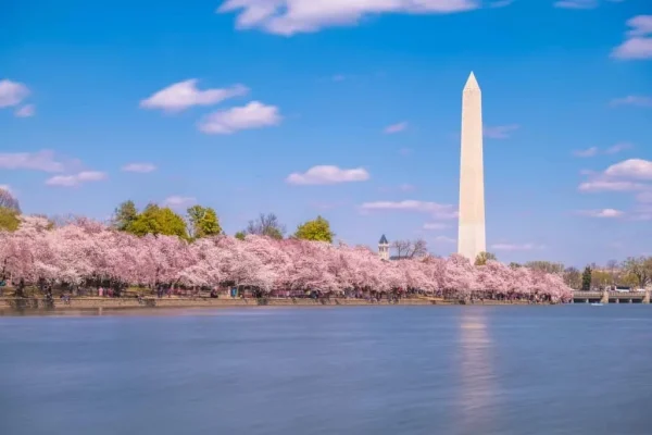 Washington D.C. National Mall and Tidal Basin, cherry blossoms in USA
