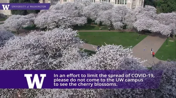 University of Washington Quad, Seattle, best places to see cherry blossom in USA