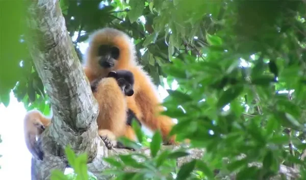 Hainan Black Crested Gibbon, Chinese wildlife