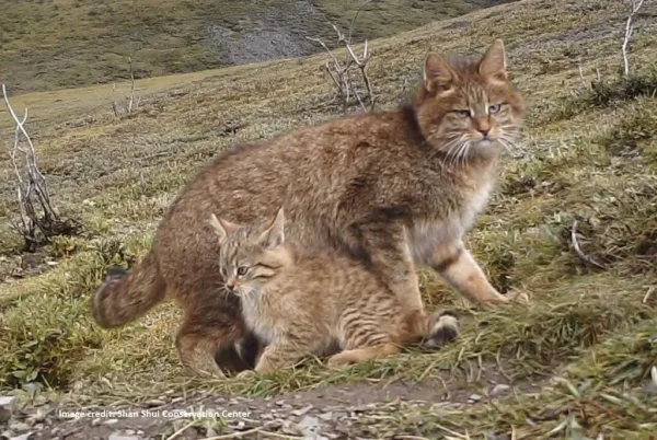 Chinese Mountain Cat, wildlife in China