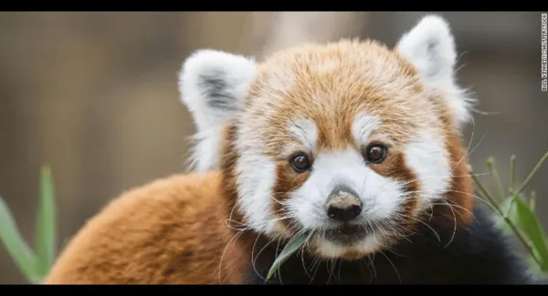 Red Panda, Chinese wildlife