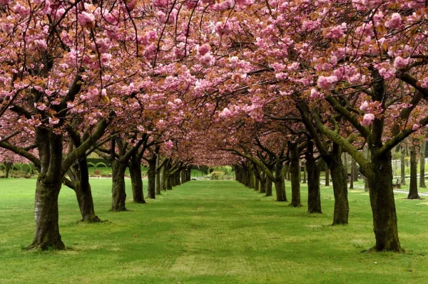 Brooklyn Botanic Garden, New York, cherry blossoms in USA