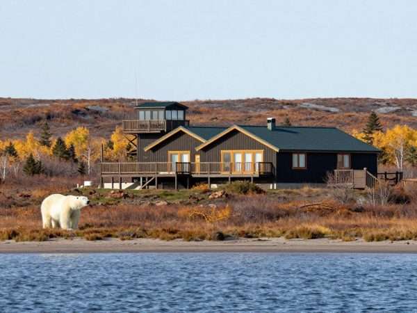 Churchill Wild lodge with polar bears visible in the distance Churchill Wild lodge with polar bears visible in the distance