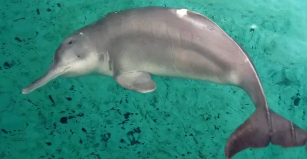 Baiji Dolphin, animals in China