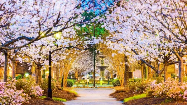 Macon, Georgia - International Cherry Blossom Festival