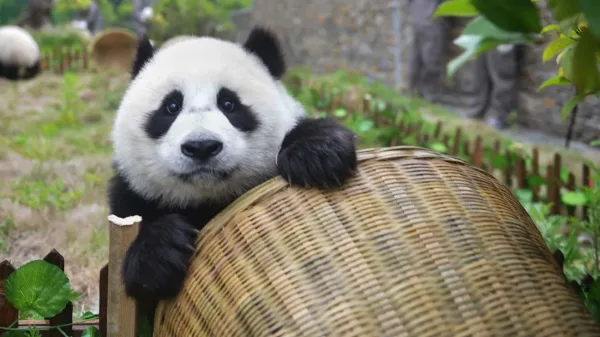 Giant Panda, wildlife in China