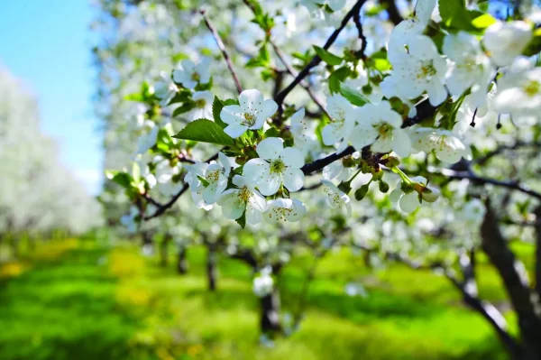 Traverse City and Highway M-37, Michigan, places to see cherry blossoms in USA