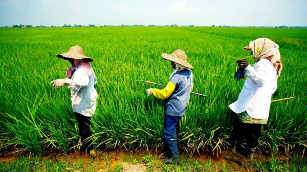 Sekinchan: Rice Fields and Seafood, getaways from KL