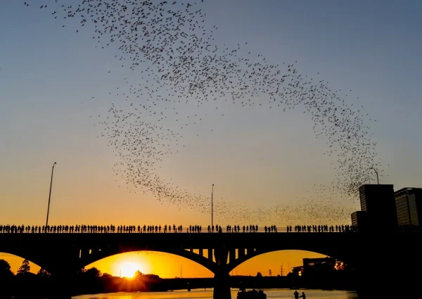 Congress Avenue Bridge Bat Watching, date night ideas in Austin