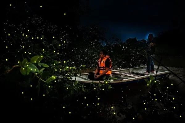 Kuala Selangor: Fireflies and Nature, weekend getaways from Kuala Lumpur