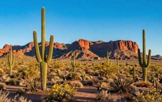 Arizona in March desert landscape with blooming cacti and clear blue skies