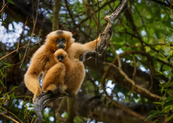 Cat Tien National Park, weekend getaways from Ho Chi Minh City