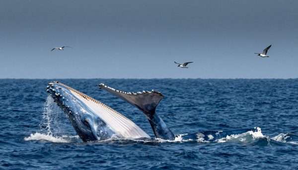 blue whale feeding near long beach coast