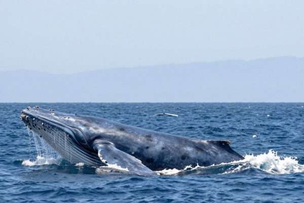blue whale showing distinctive features in long beach waters