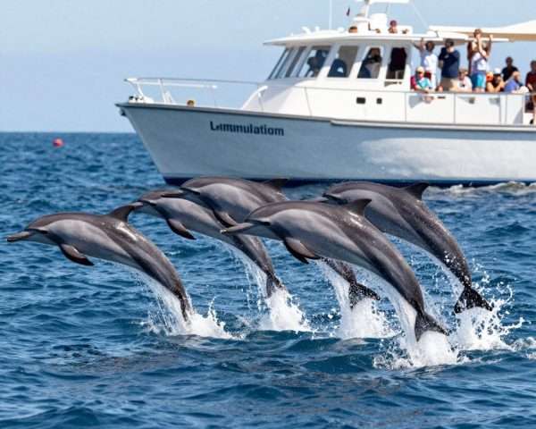 dolphins swimming alongside whale watching boat in long beach