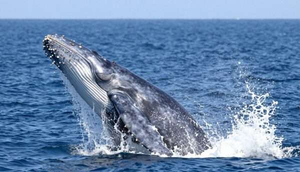 gray whale breaching water surface near long beach