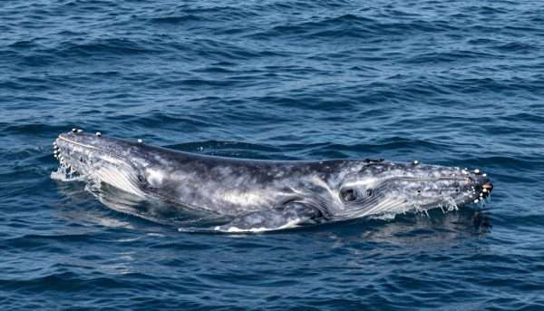 gray whale migrating along long beach coast