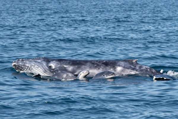 gray whale mother and calf swimming near long beach