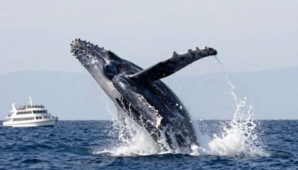 humpback whale breaching completely out of water near long beach