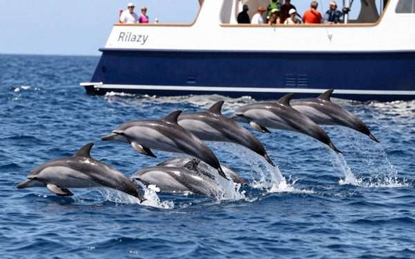 pod of dolphins swimming near whale watching boat in long beach