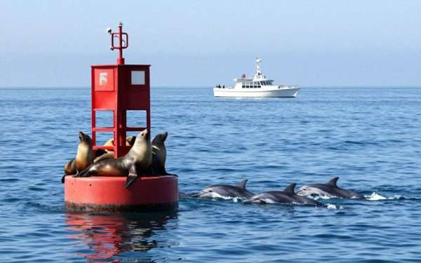 sea lions and dolphins near whale watching boat in long beach