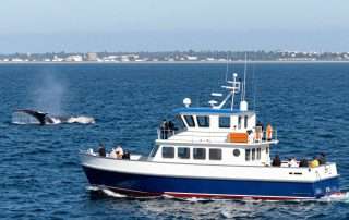 whale watching long beach tour boat with blue whales